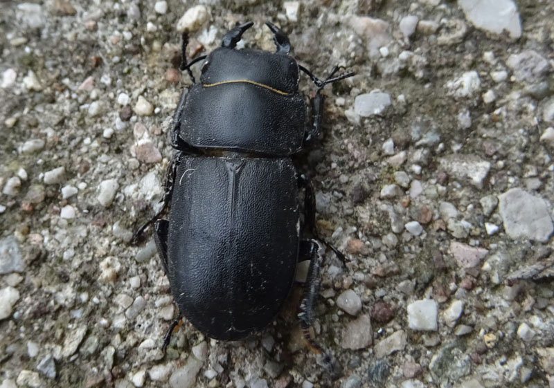 Lucanidae: Dorcus parallelipipedus